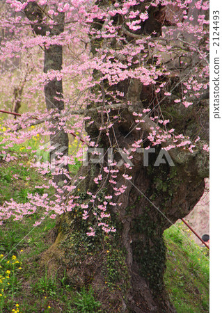 Zayaji Jizo cherry tree 2124493