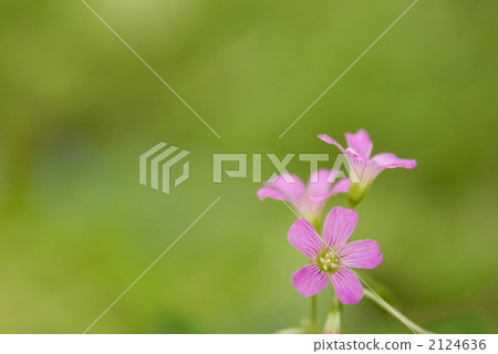 酢漿草 花朵 花 2124636