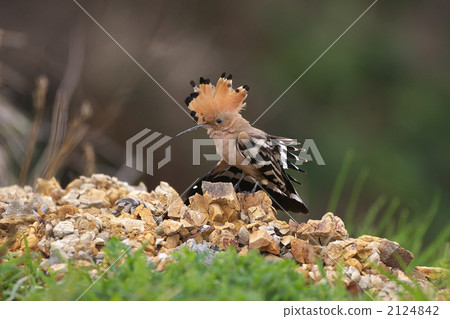 年輕女孩 2124842