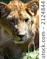 Dora   2124844