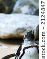 Penguin 2124847