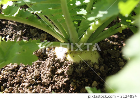 Shogosin Daikon growing abundantly Shogosin Daikon growing abundantly 2124854