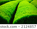 Tea plantation 2124857