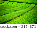 Tea plantation 2124871