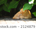 A kitten 2124879