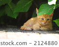 A kitten 2124880