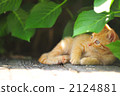 A kitten 2124881