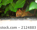 A kitten 2124883