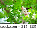 A kitten 2124885