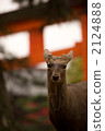 A deer 2124888