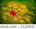 Autumn leaves 2124891