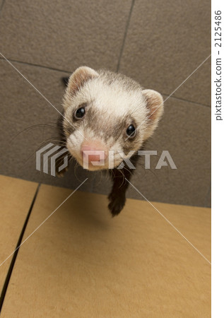 Ferret (Pass Valley / Sable) 2125486