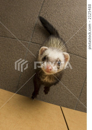 Ferret (Pass Valley / Sable) 2125488