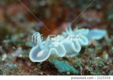 Shirotae Ileomi 2125559