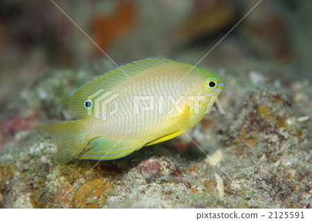 Nisekida sparrow 2125591