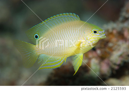 Nisekida麻雀 Nisekida麻雀 2125593