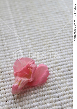 金魚草 簡約 簡單 2125677