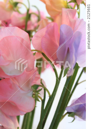 香豌豆 蒼白 花道 2125681