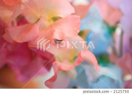 蒼白 花道 插花 2125750