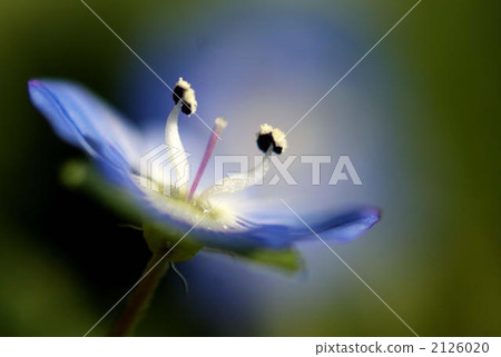 一個可愛的春天使者 2126020