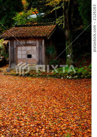 Fallen leaves 2126163