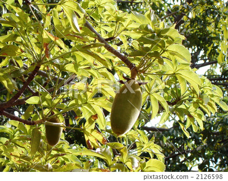 Baobab fruit 2126598