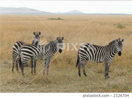 grand zebra, maasai mara national reserve, terrestrial animal 2126704