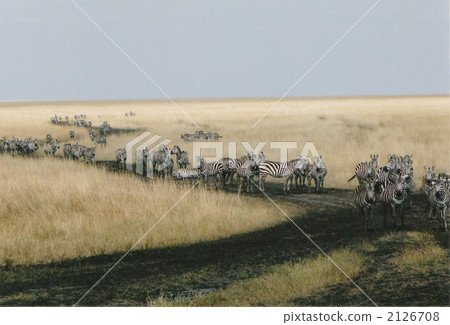 grand zebra, maasai mara national reserve, stand in a row 2126708