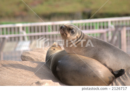 California sea lion, california selion, sea lion 2126717