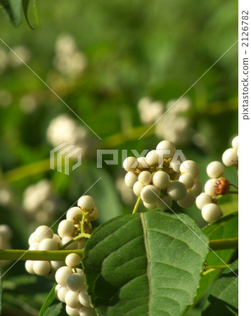 Fruit of the white part 2126782