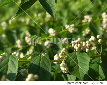 Fruit of the white part 2126783