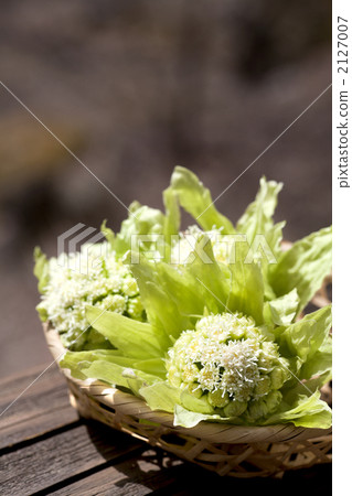 Fukinoto Fukinoto 2127007