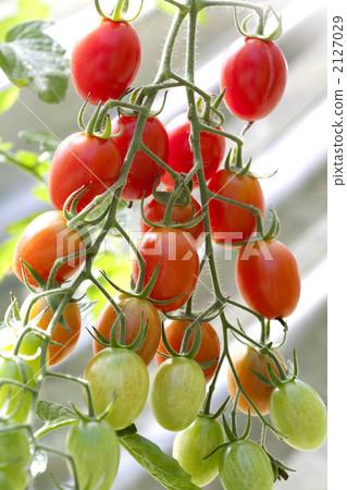  Mini Tomato 2127029
