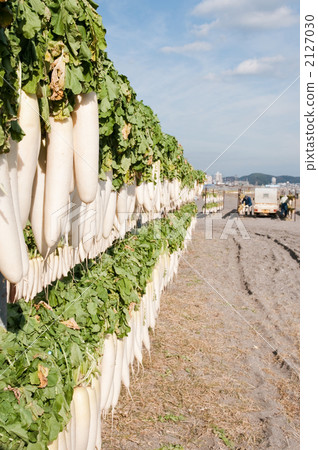Dried radish Dried radish 2127030