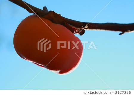 One persimmon 2127226