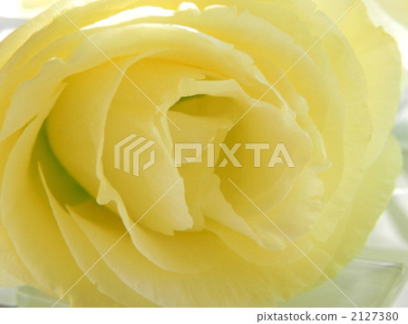 Turkish bellflower 2127380