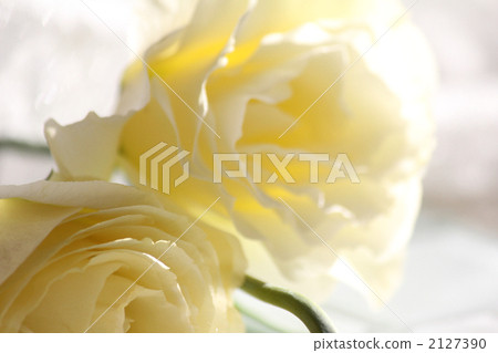 Turkish bellflower Turkish bellflower 2127390