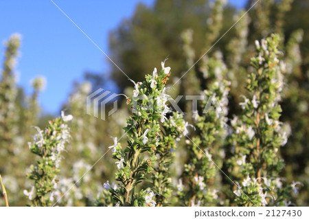 Rosemary Jerusalem Rosemary Jerusalem 2127430