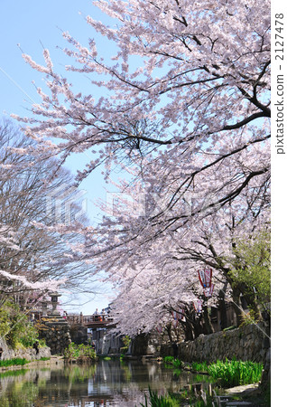 Cherry blossoming Yawata moat 2127478