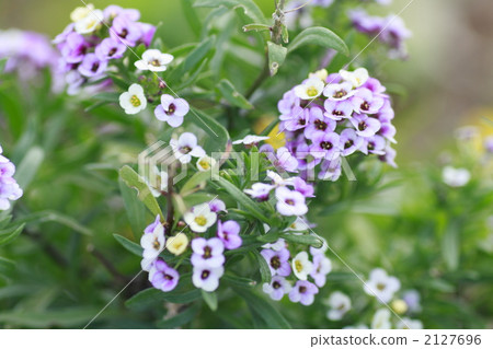 center of a flower, backgound, background 2127696