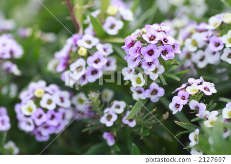 center of a flower, alyssum, lobularia 2127697