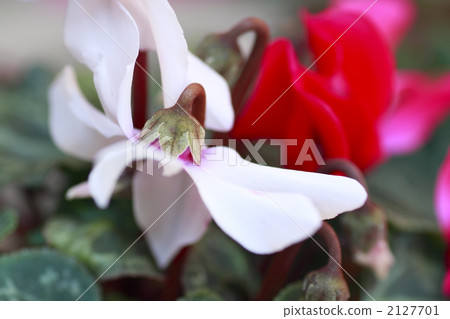 cyclamen, winter flower, persian cyclamen 2127701