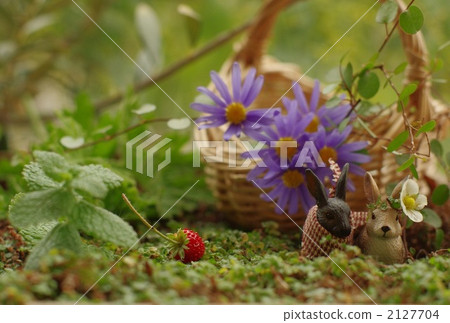 Forest rabbit 2127704