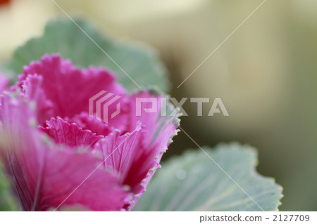 波坦 羽衣甘藍 油菜花 2127709