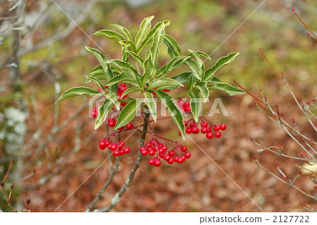 coralberry, foliage, leaf 2127722