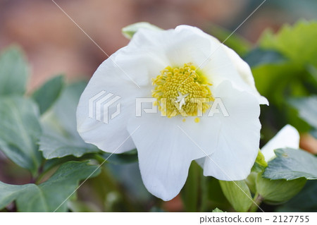 christmas rose, bloom, blossom 2127755