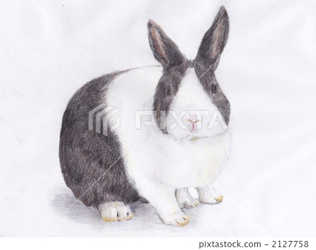 Usagi illustration - Stock Illustration [2127758] - PIXTA