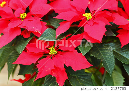 poinsettia, decorative plant, euphorbiaceae 2127763