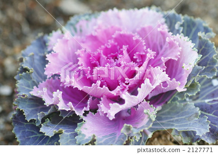 波坦 羽衣甘藍 油菜花 2127771