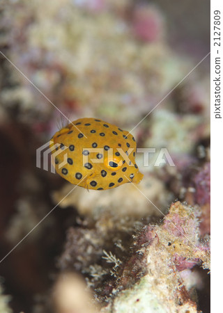 Minami Hako fu 2127809